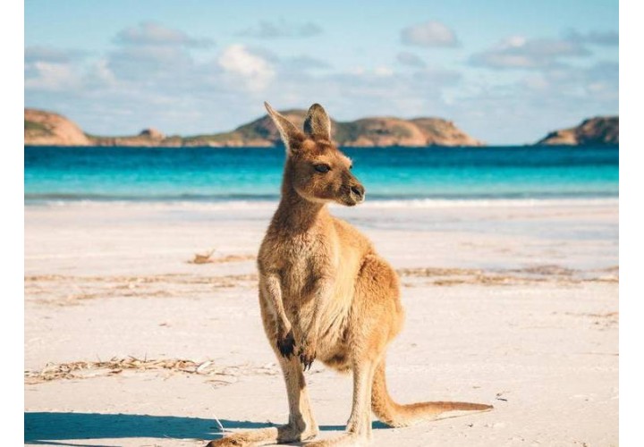 4D3N Gold Coast