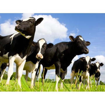 6D5N TAIPEI/TAOYUAN/KEELUNG/YELIU/JIUFEN